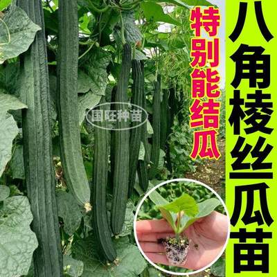 寿光八角棱丝瓜苗秧带土球