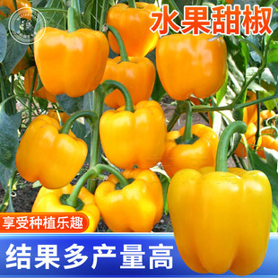 黄色水果甜椒种子红青椒方椒种籽辣椒彩椒春季盆栽南方蔬菜苗秧孑