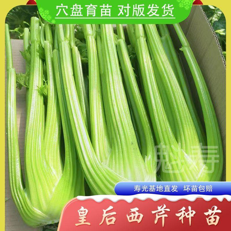 芹菜种籽进口皇后西苗香
