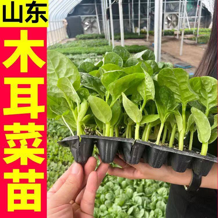 寿光特大圆叶木耳菜苗秧高钙豆腐菜种子四季盆栽庭院易种植带土球