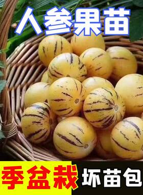 正宗人参果苗子阳台盆栽