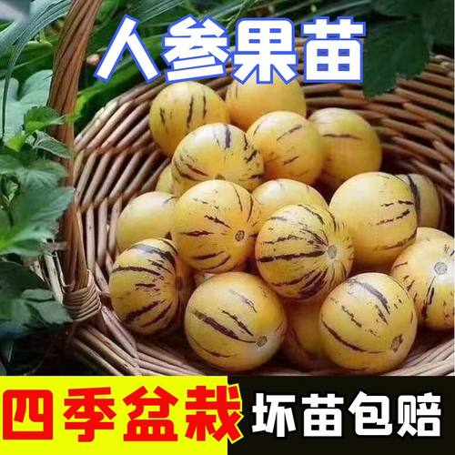 正宗人参果苗子阳台盆栽