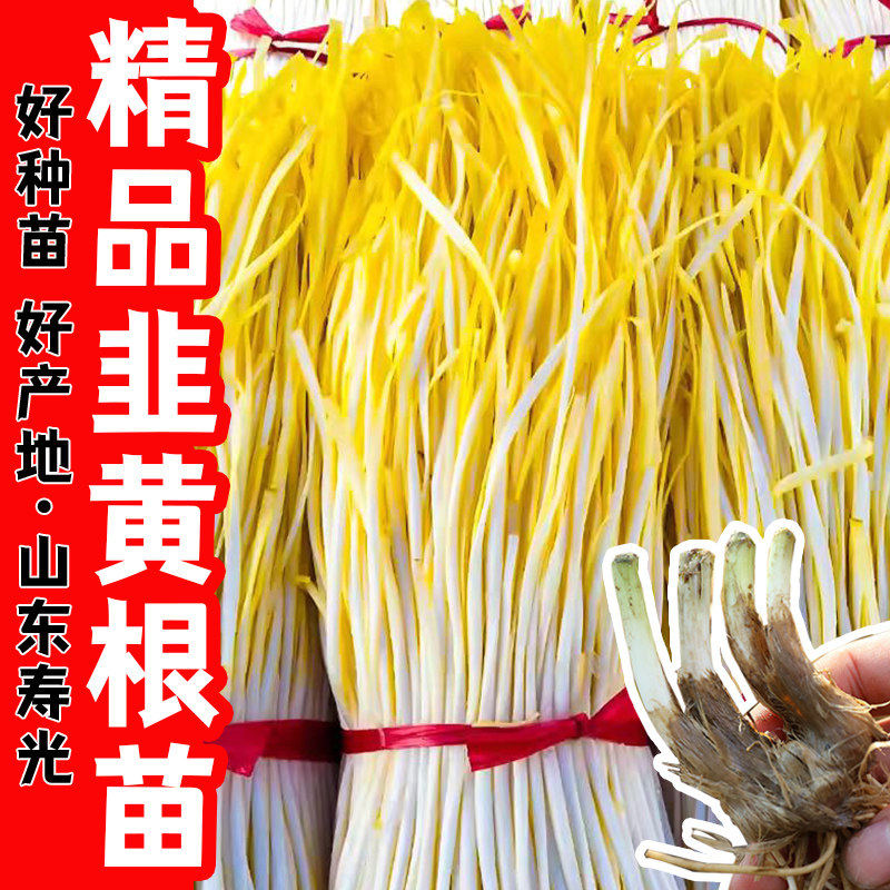 韭黄根秧苗现挖四季蔬菜阳