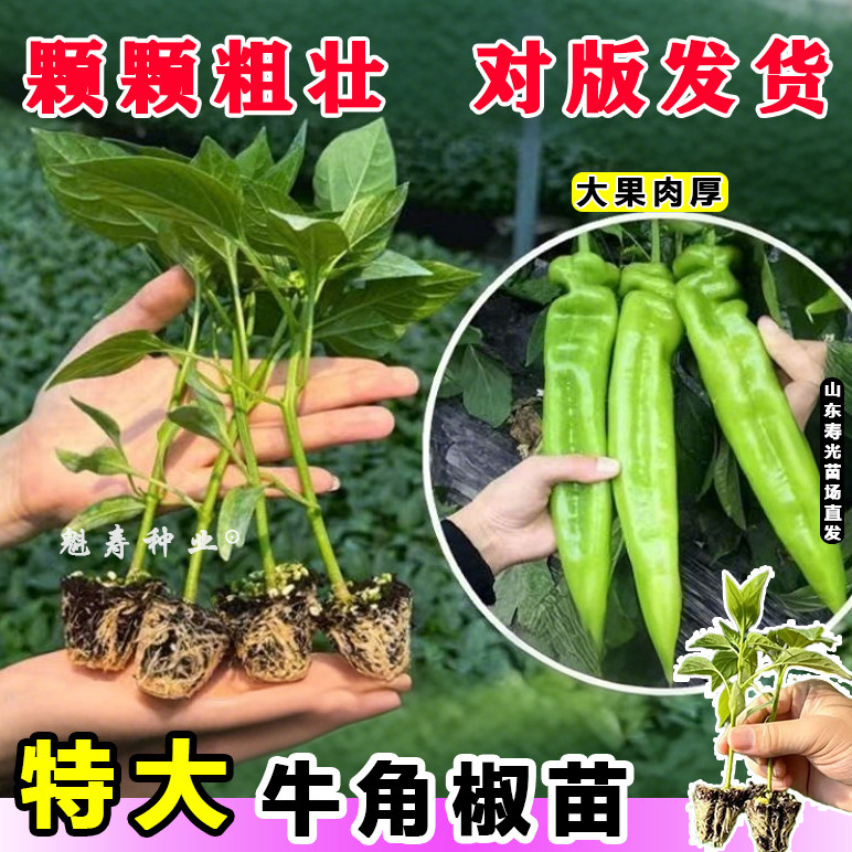 寿光特大牛角椒苗秧高产皮