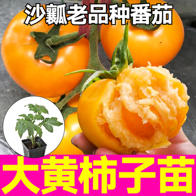 山东寿光高产大黄柿子秧苗
