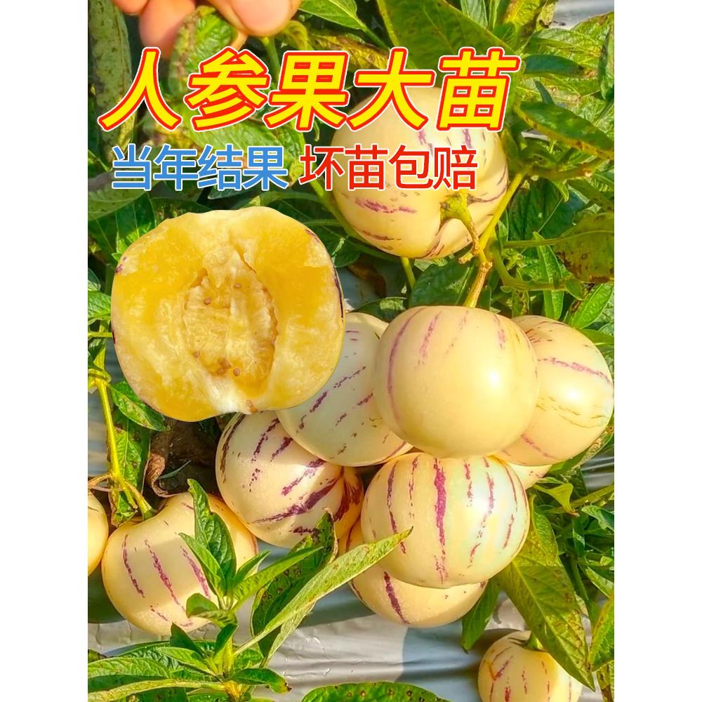人参果苗树盆栽种大食用仙