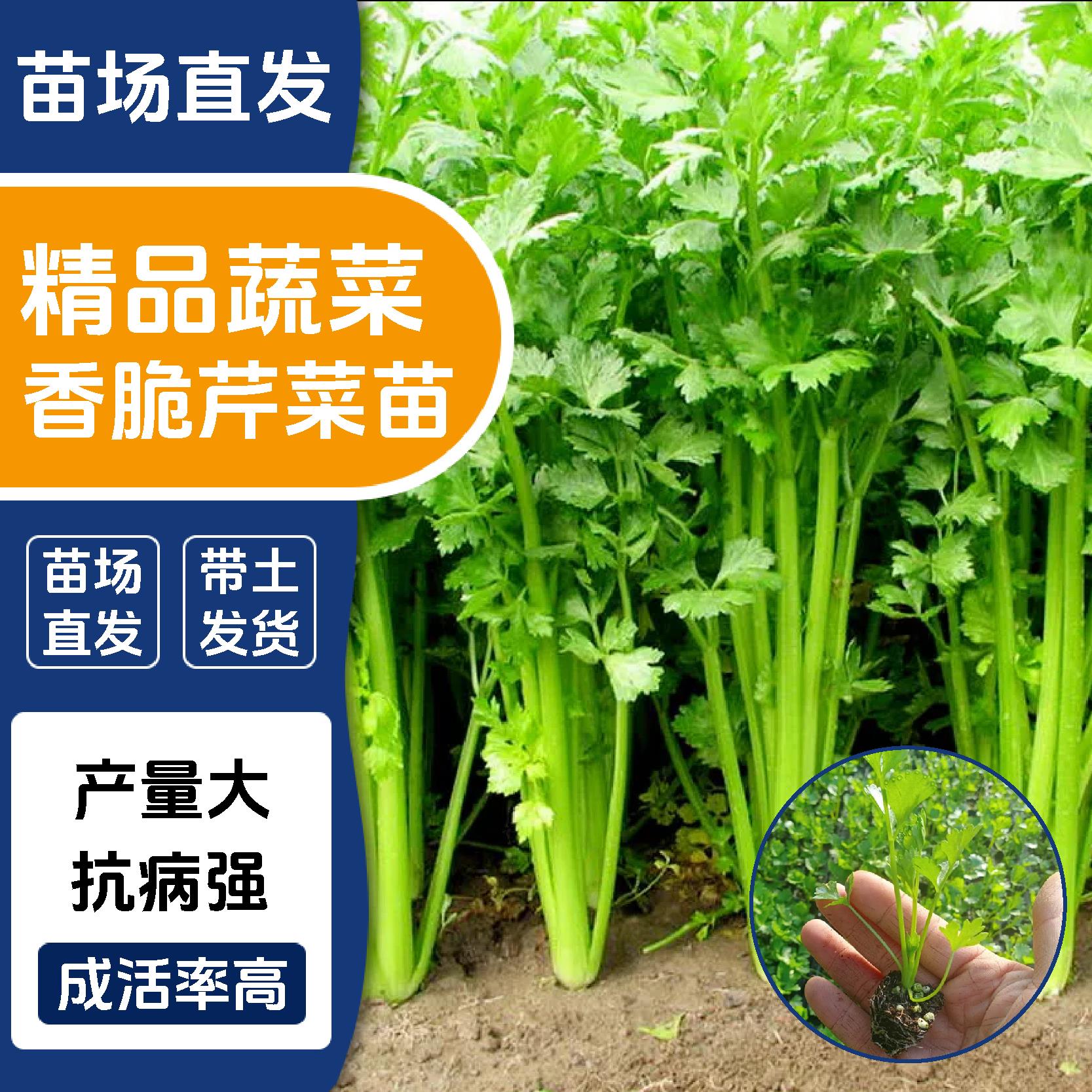 四季小香芹菜苗老品种秋冬