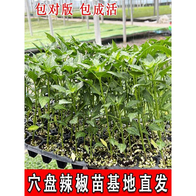 羊角辣椒苗秧四季特大牛青