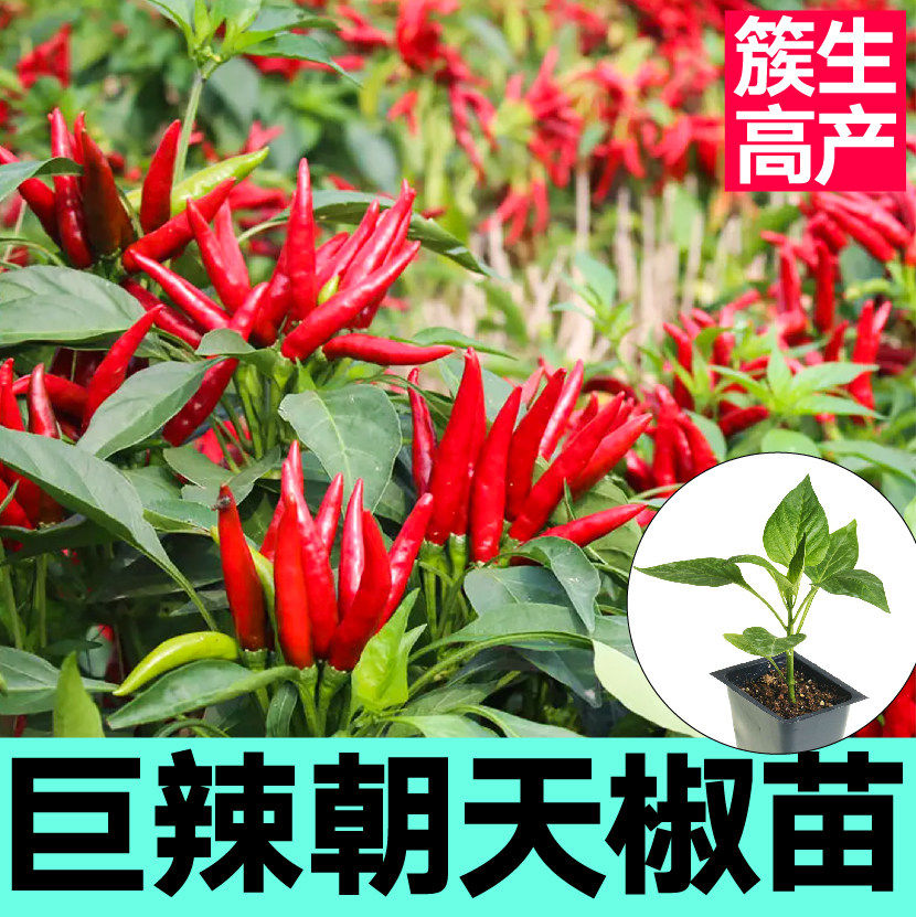 高产簇生烈焰朝天椒苗秧四季春秋红白小米辣椒种子蔬菜苗盆栽寿光