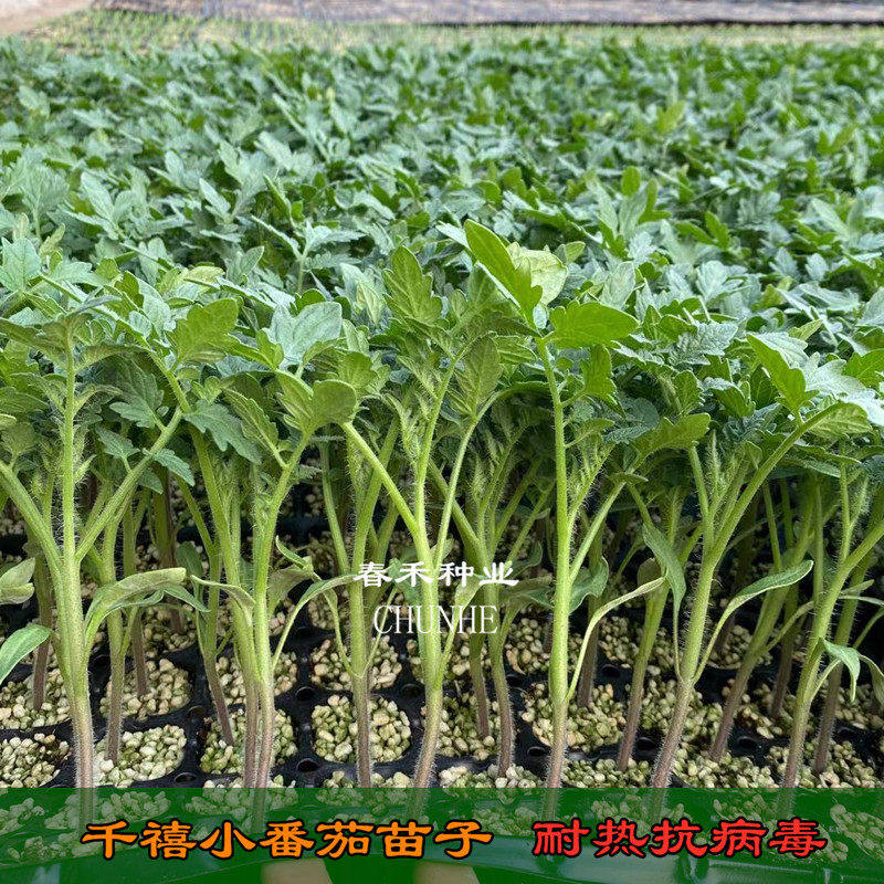 寿光种苗圣女果樱桃小番茄