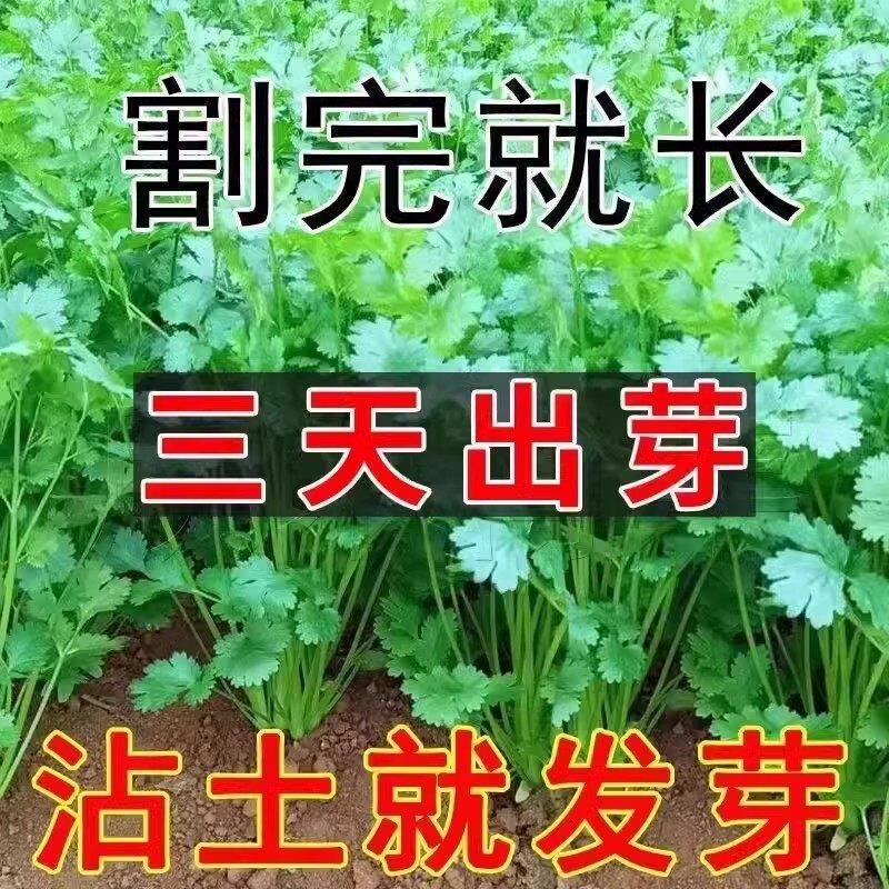 大叶香菜种子四季植蔬籽阳