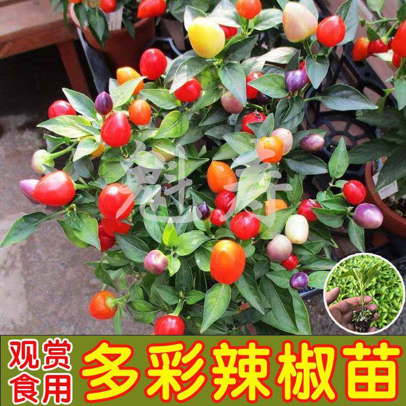 七彩辣椒秧苗种籽盆栽可食