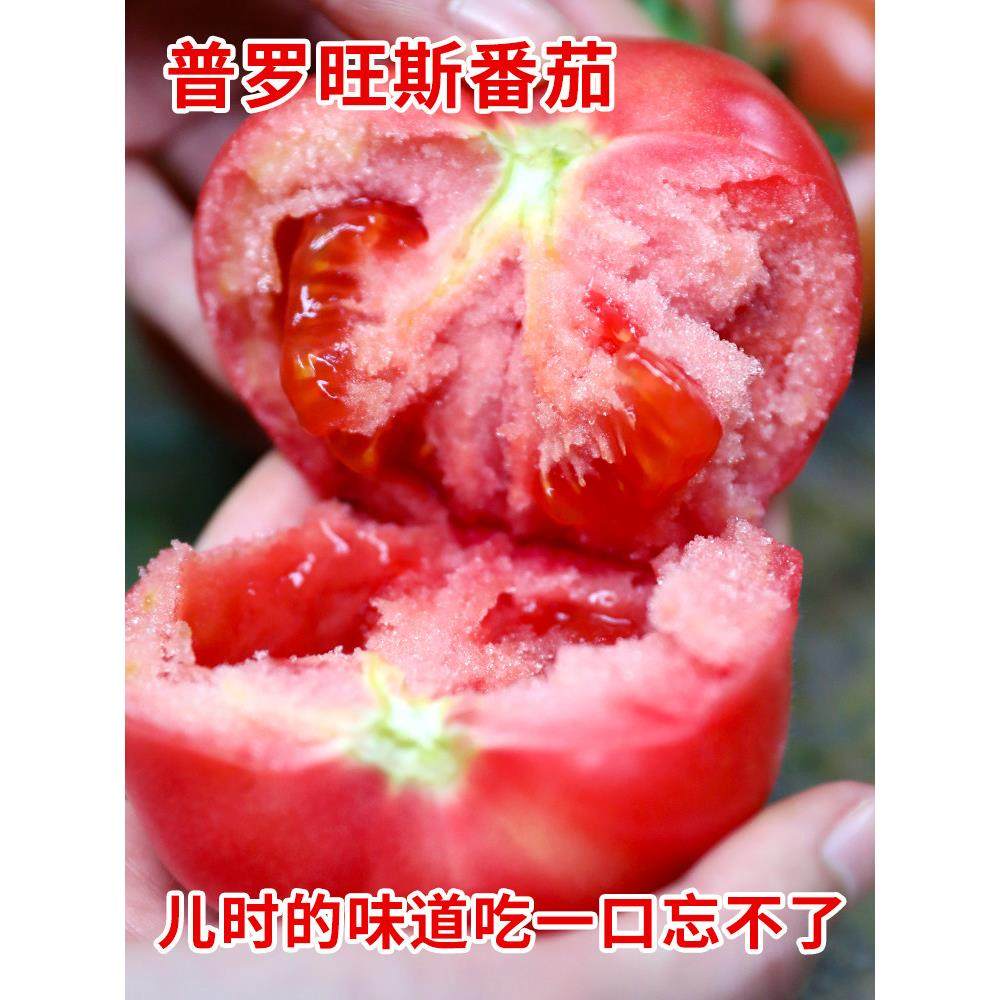 老品种普罗旺斯西红柿子苗