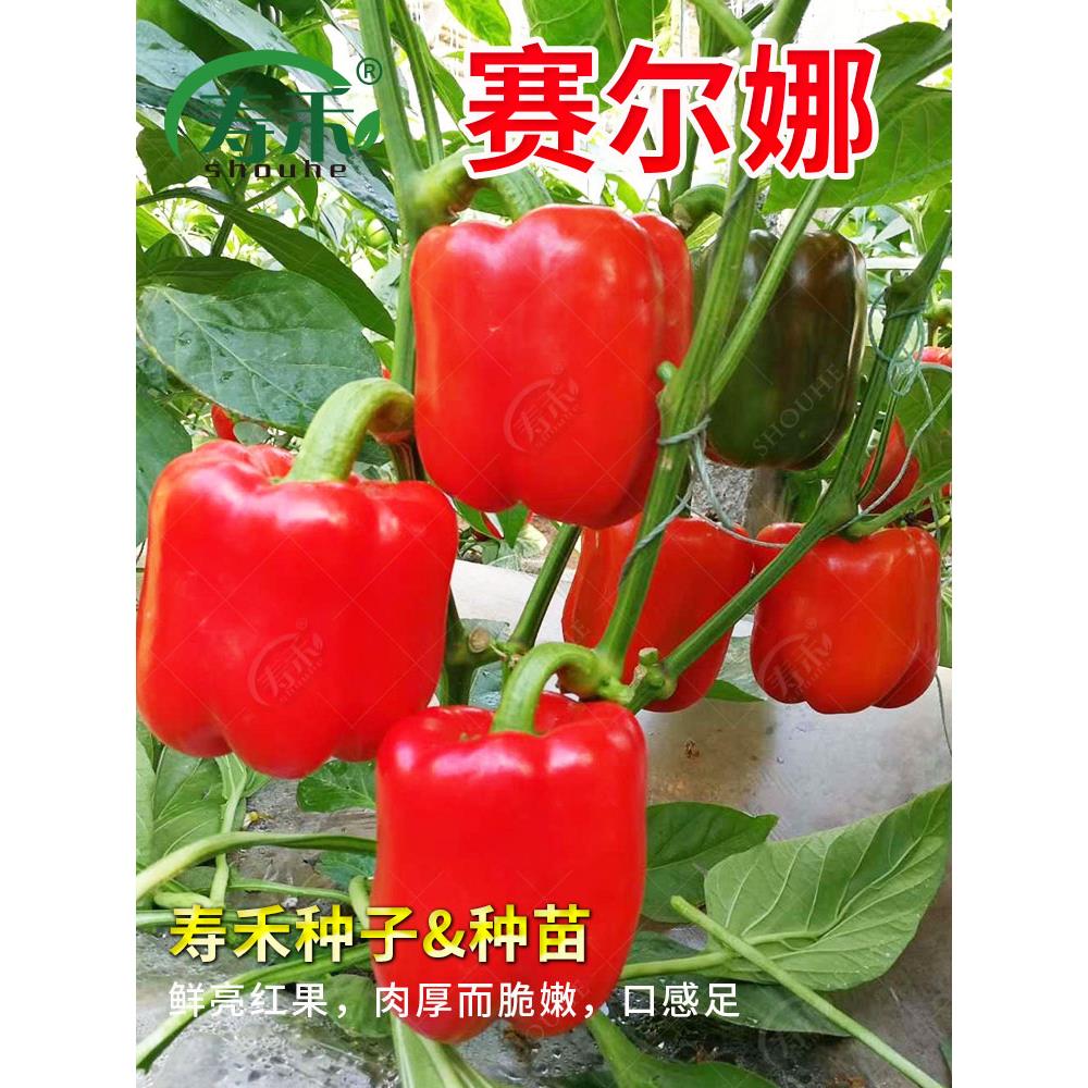 蔬菜彩色红甜椒种子苗辣籽
