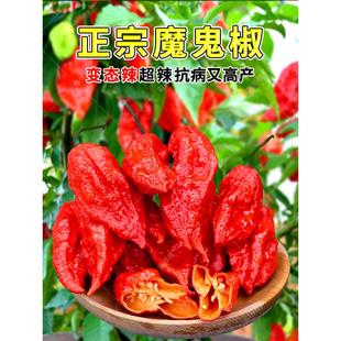 印度魔鬼椒辣椒种子特辣变态辣涮涮辣超辣龙息四季蔬菜种苗籽种孑