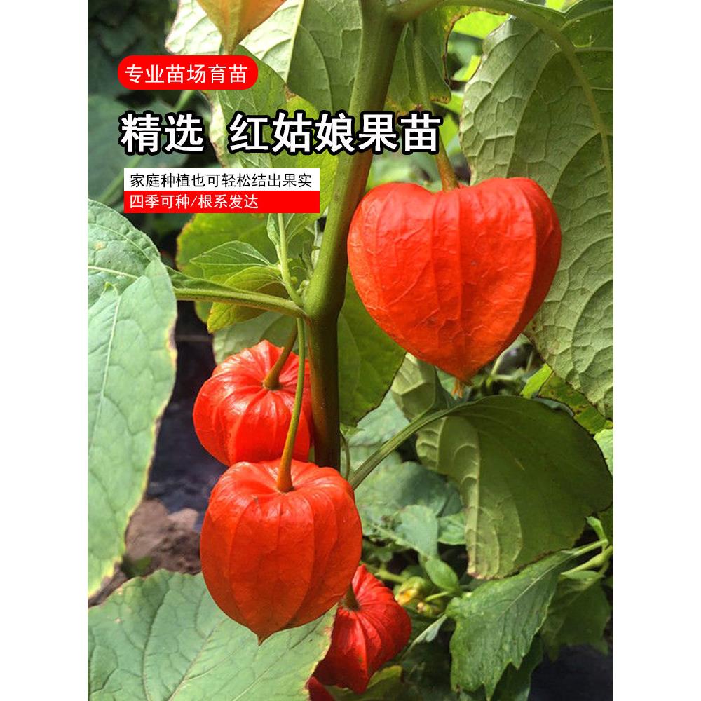 优质红姑娘果苗纯甜大寿光