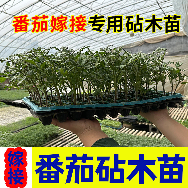 番茄茄子西红柿专用嫁接砧木种子种籽 高产抗病四季易成活