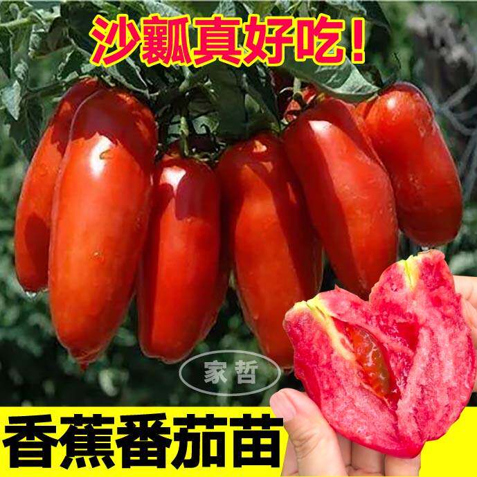 奶油香蕉番茄苗秧四季高产