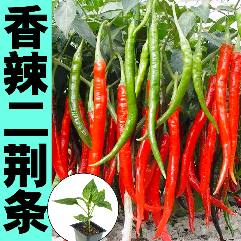 香辣四川二荆条椒苗秧种子