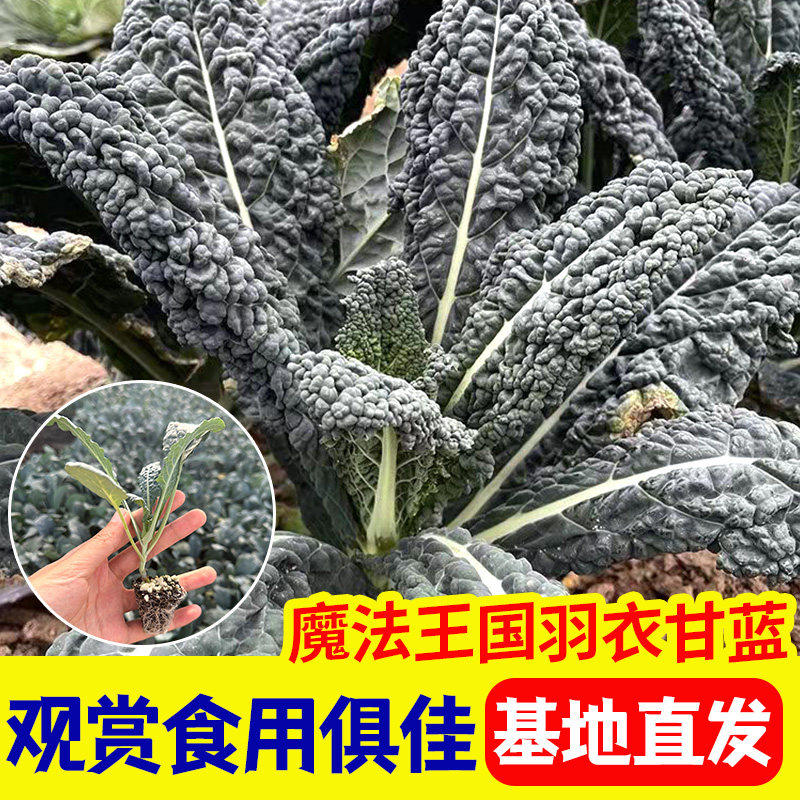 魔法王国羽衣甘蓝苗观赏耐