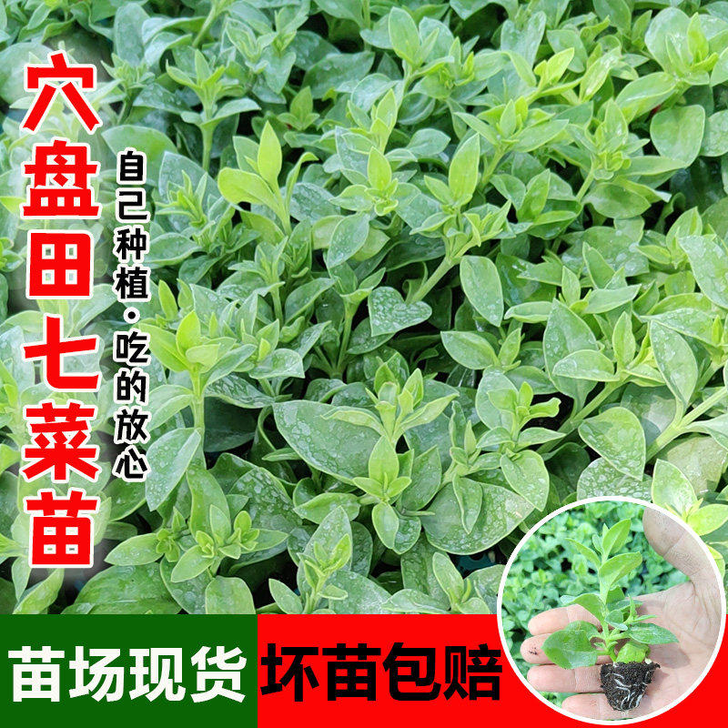 养生田七苗子特色野菜保健