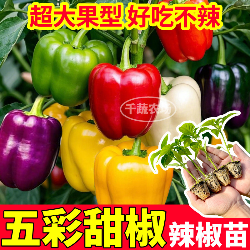 寿光特大五彩甜椒苗秧带土