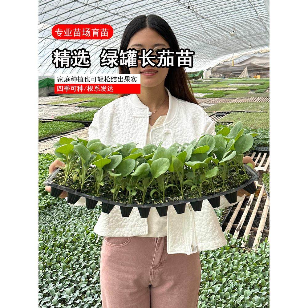 绿罐种苗高产青茄子大籽四