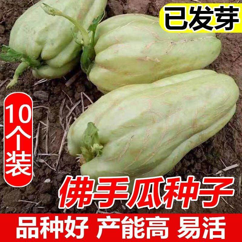 高产佛手瓜种苗春季夏植丰