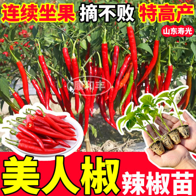 寿光美人椒辣苗秧摘不败妹