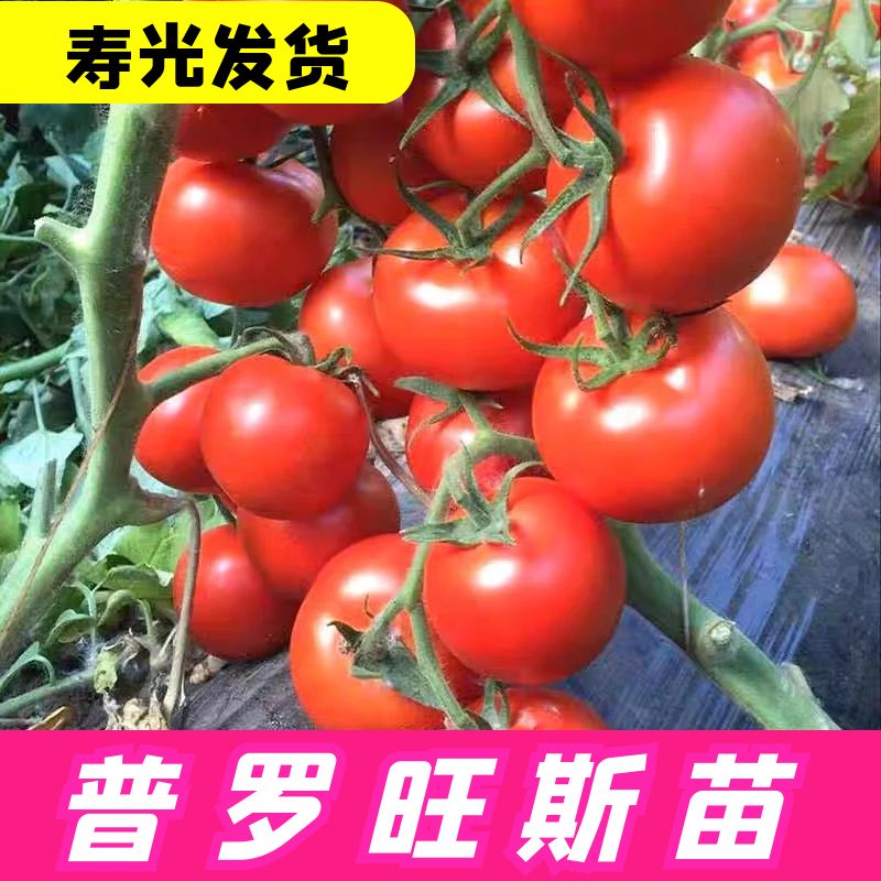 普罗旺斯西红柿种子荷兰进口大果口感番茄籽薄皮沙瓤西红柿苗