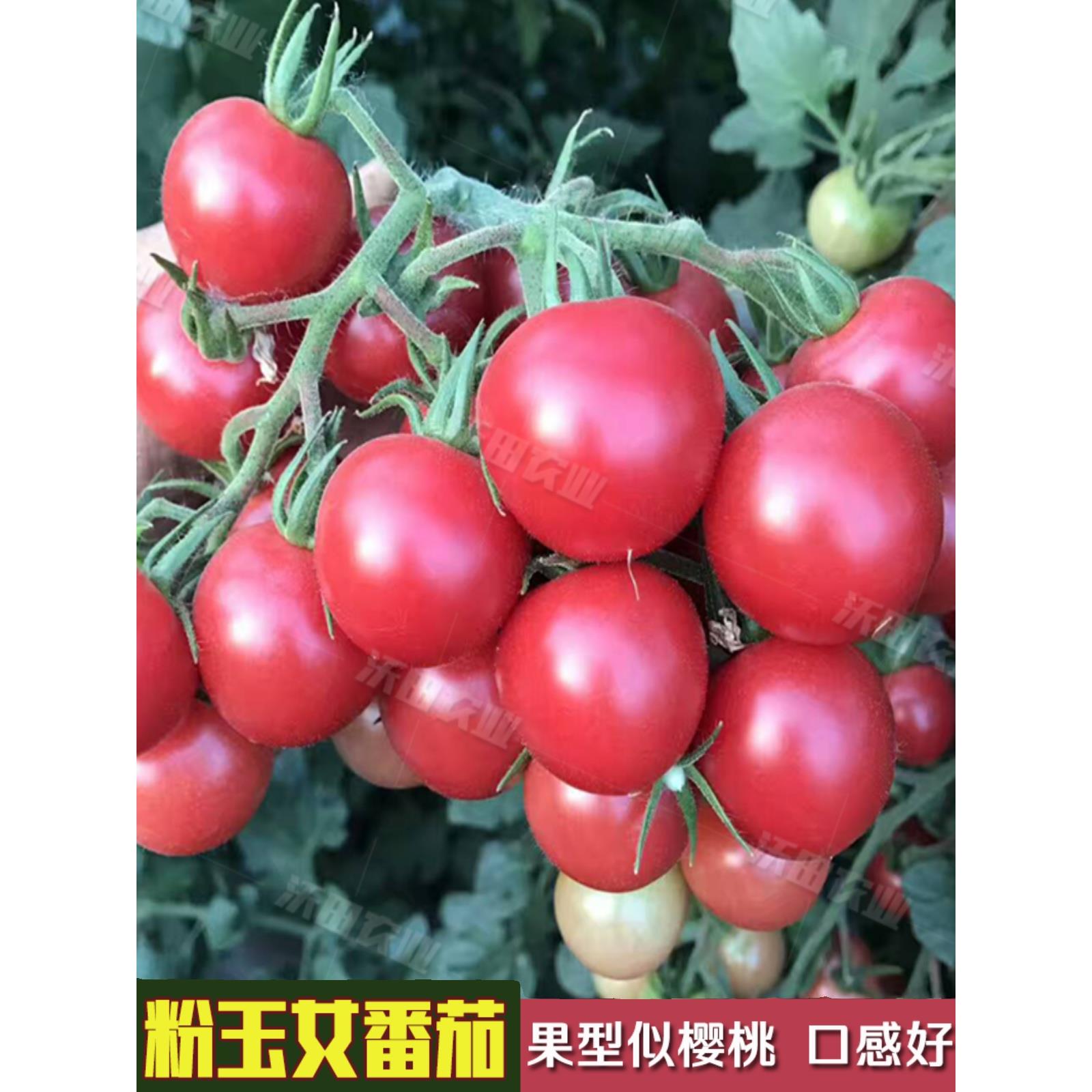 特甜粉玉女小番茄种子樱桃