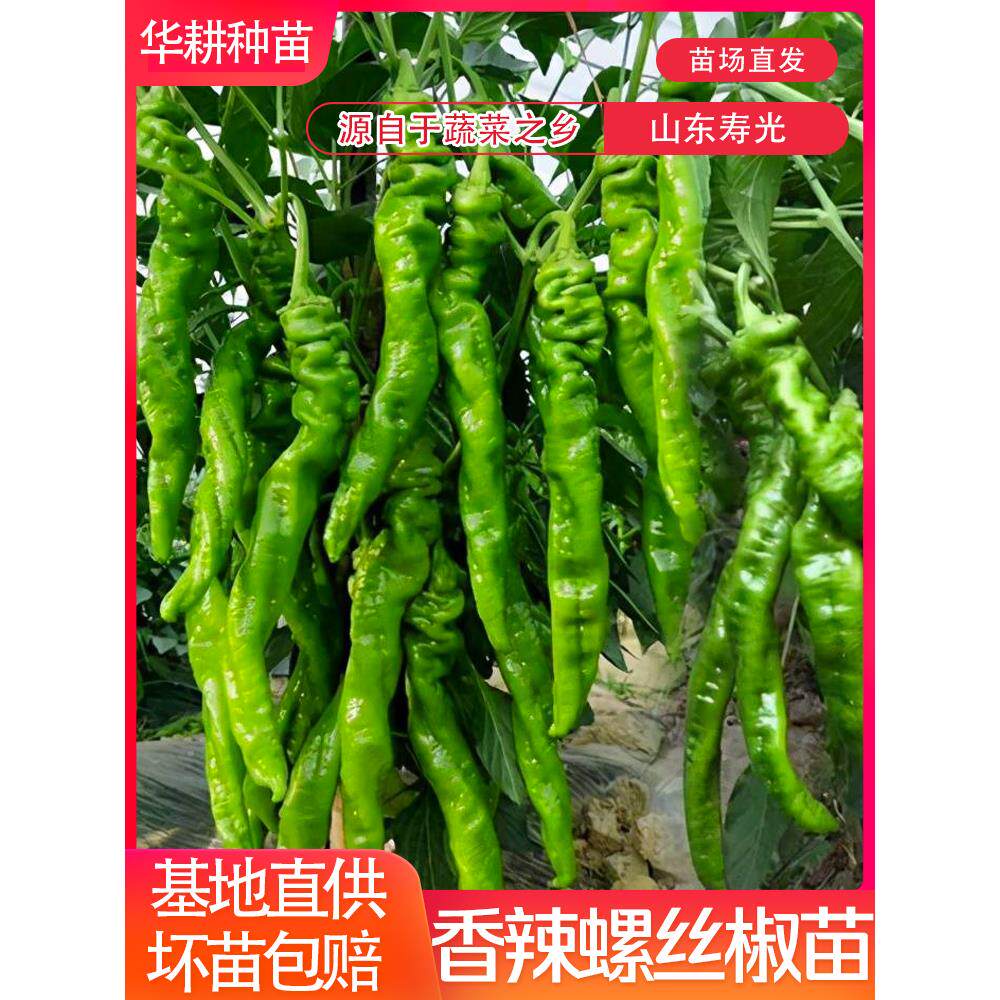 螺丝椒新鲜特辣旋大果薄皮