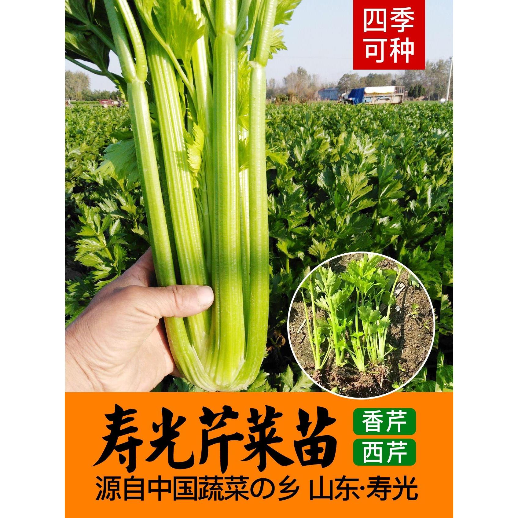 皇后西芹苗高产脆嫩小香种