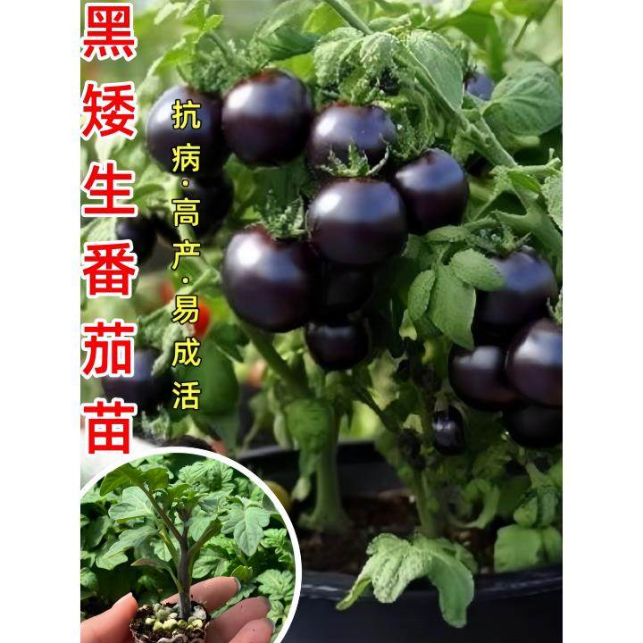 黑矮生番茄苗秧小子种籽四