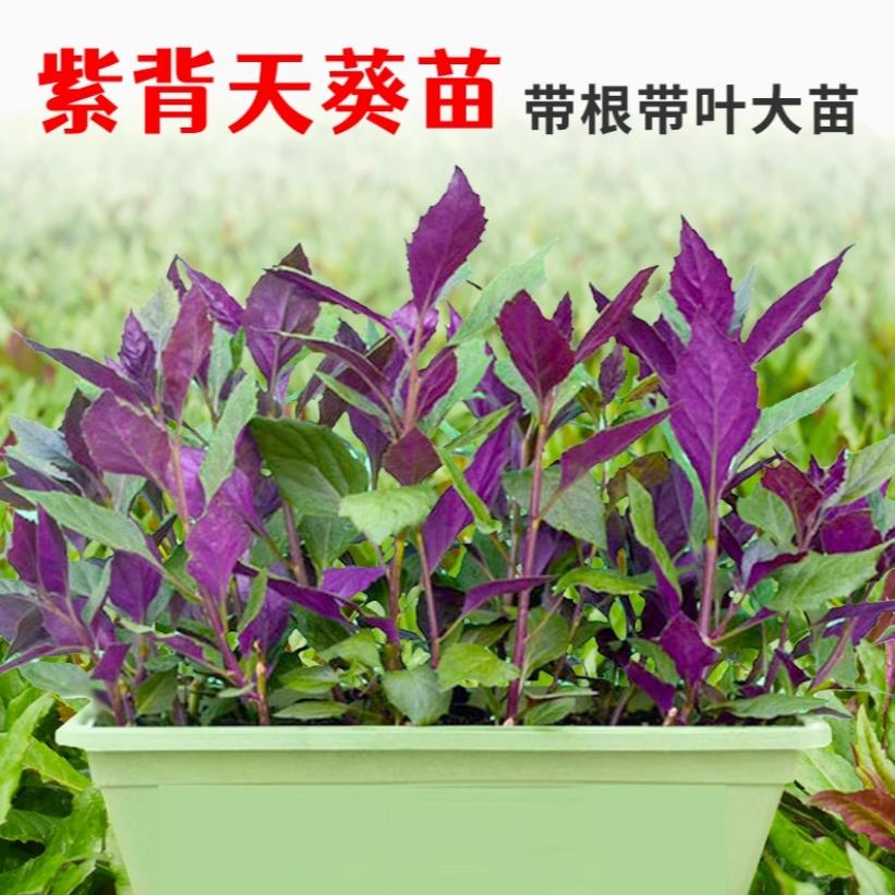 紫背天葵种子籽苗红菜四季