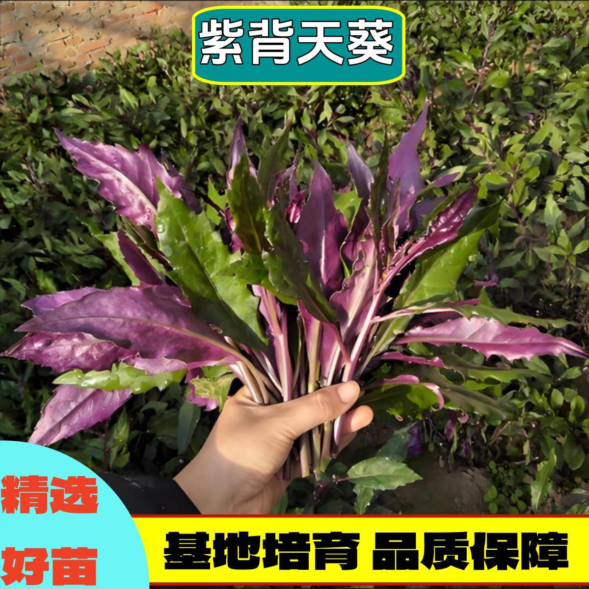 天然紫背葵秧苗野生血皮观