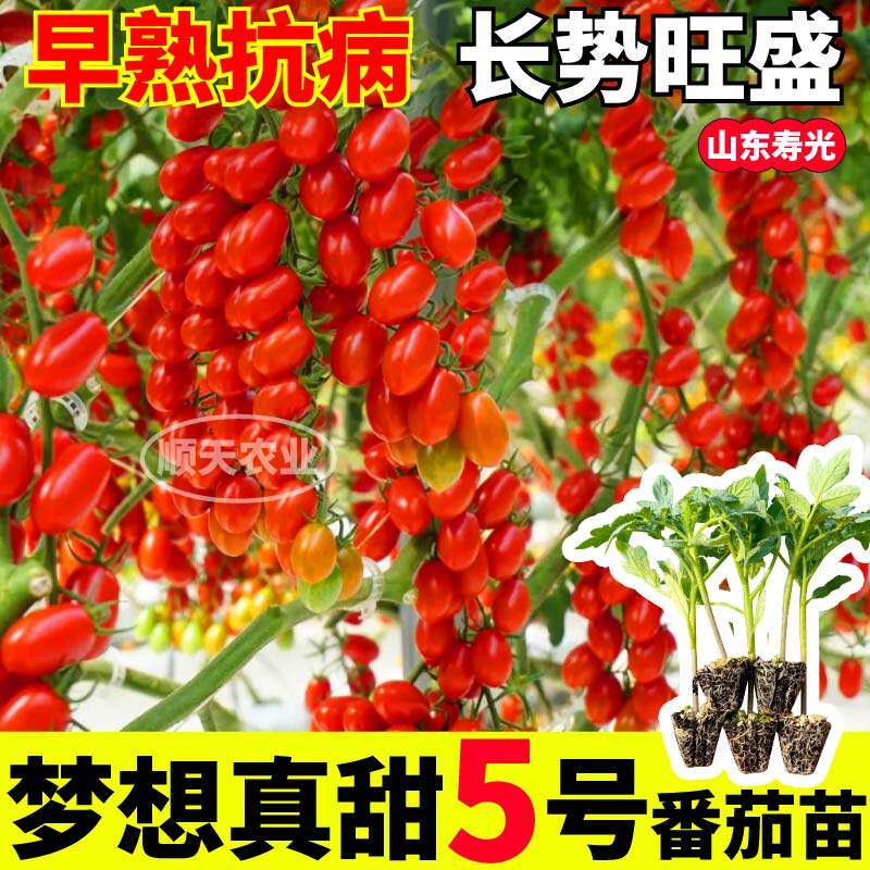 寿光梦想真甜5号番茄苗秧
