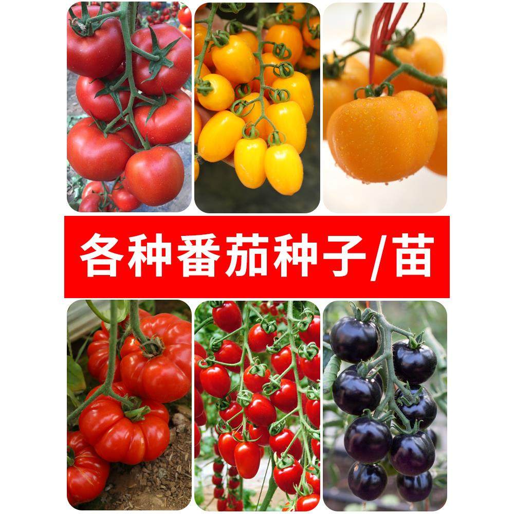 番茄苗秧西红柿种籽孑大全