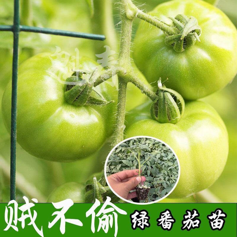 贼不偷绿番茄种子秧苗东北绿色西红柿种籽四季水果蔬菜沙瓤青柿子