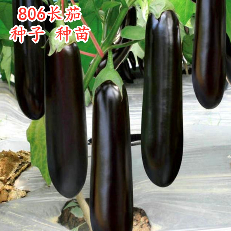 绿把长茄种子萼籽嫁接苗高