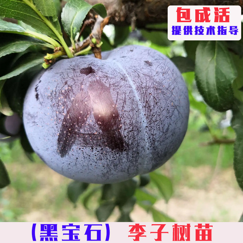 黑宝石李子树苗嫁接美国琥珀黑李果树苗南方北方庭院盆栽地栽果苗