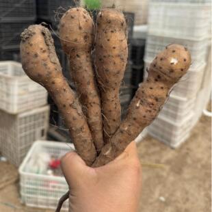 正宗白玉山药苗新鲜嘴子秧苗白玉山药苗山药种子
