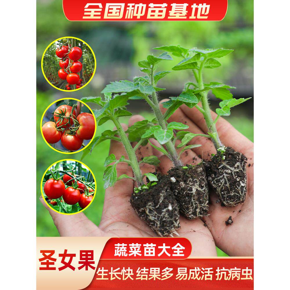 圣女果苗千禧小西红柿秧矮