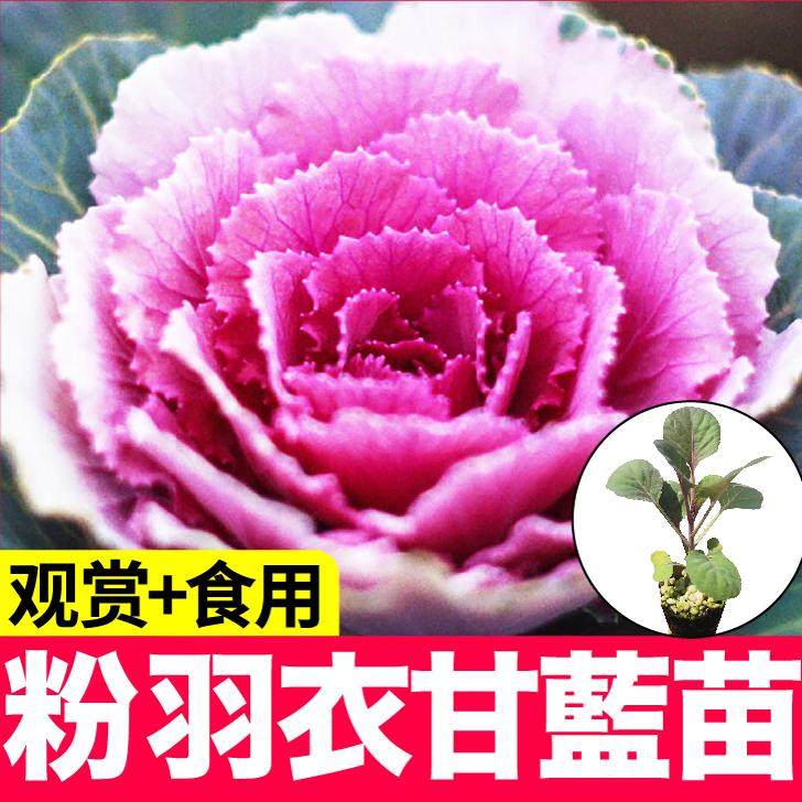 寿光耐寒粉羽衣甘蓝苗秧四
