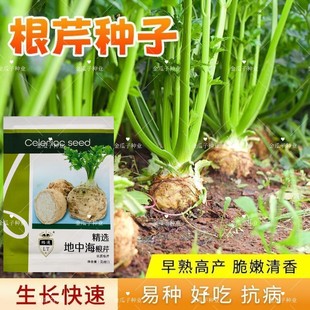 根芹种子地中海芹菜根球型蔬菜种籽苗四季播大田阳台盆栽耐热耐寒