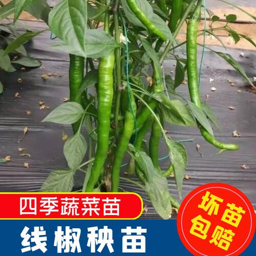 正宗线椒苗子阳台盆栽