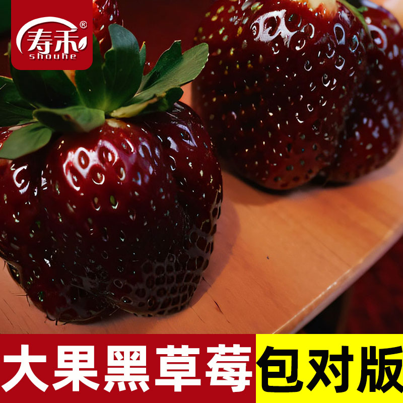 黑珍珠玄玉奶油草莓苗四季