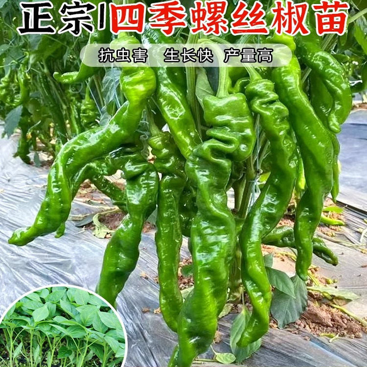 大果香辣螺丝椒苗秧线七彩