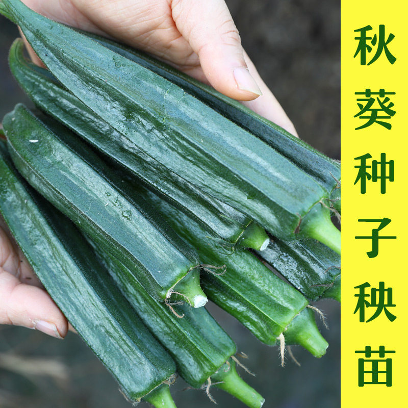 秋葵苗秧四季种孑籽大蔬菜