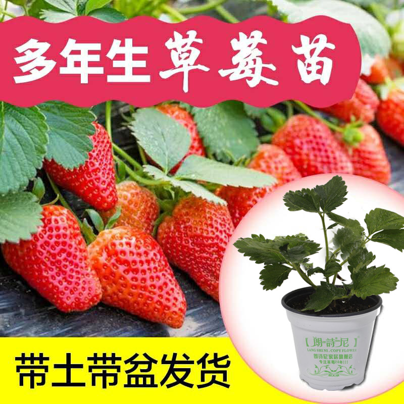 草莓苗四季盆栽食用大株南